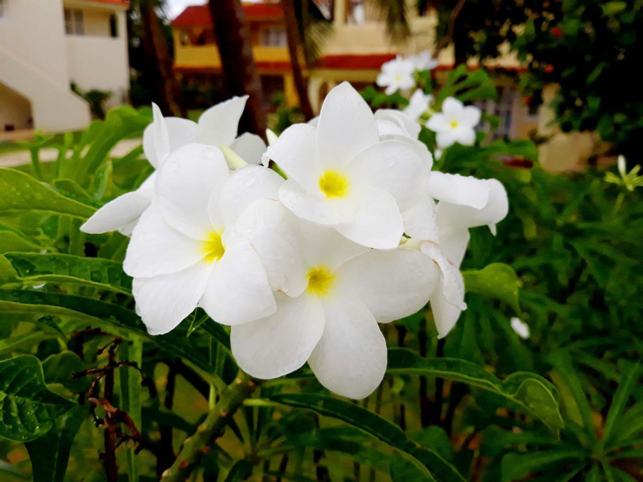 Beach Villas & Apartments Larimar Πούντα Κάνα Εξωτερικό φωτογραφία